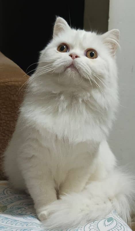 Persian cat 5