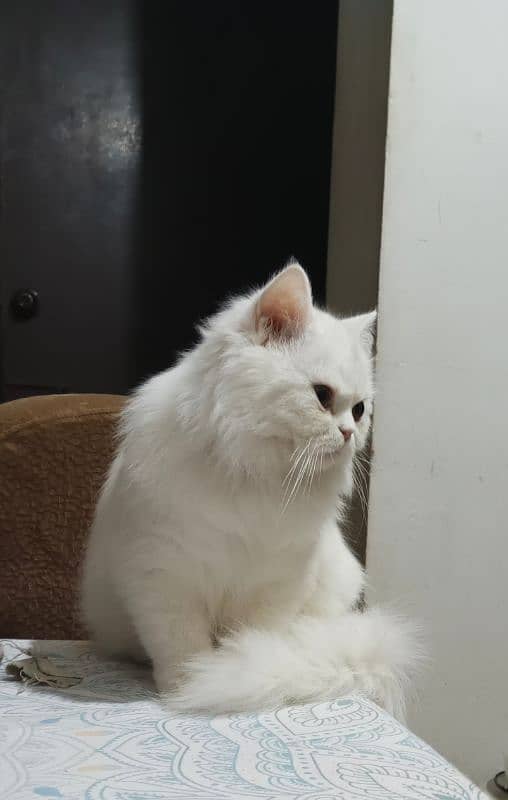 Persian cat 6