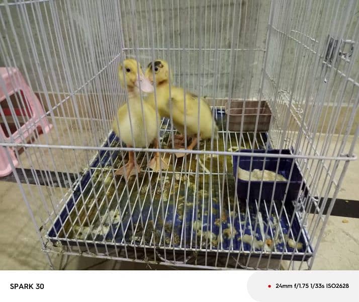 Baby Ducks for sale 0