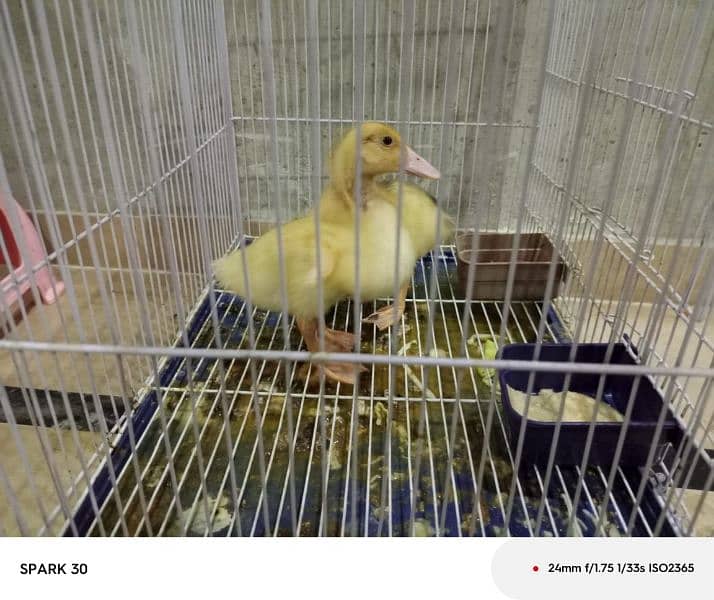 Baby Ducks for sale 2