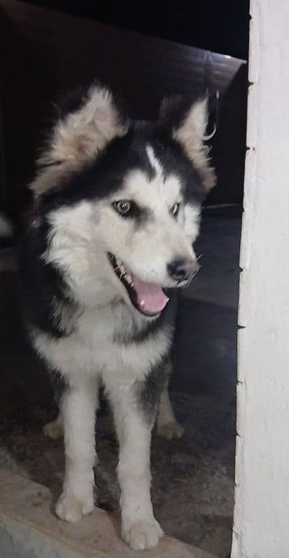 siberian Husky 5 months old puppy available for sale 10