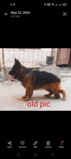 German shepherd male rabta num 03001010634 price 70k