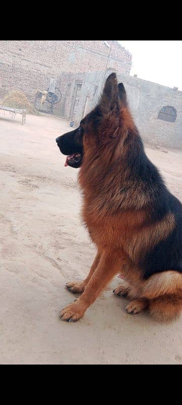 German shepherd male rabta num 03001010634 price 70k 1