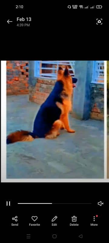 German shepherd male rabta num 03001010634 price 70k 2