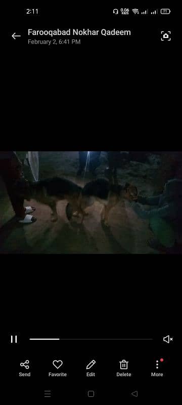 German shepherd male rabta num 03001010634 price 70k 3