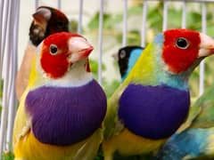 Gouldian pair available