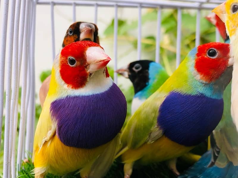 Gouldian pair 1