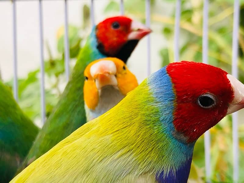 Gouldian pair 1