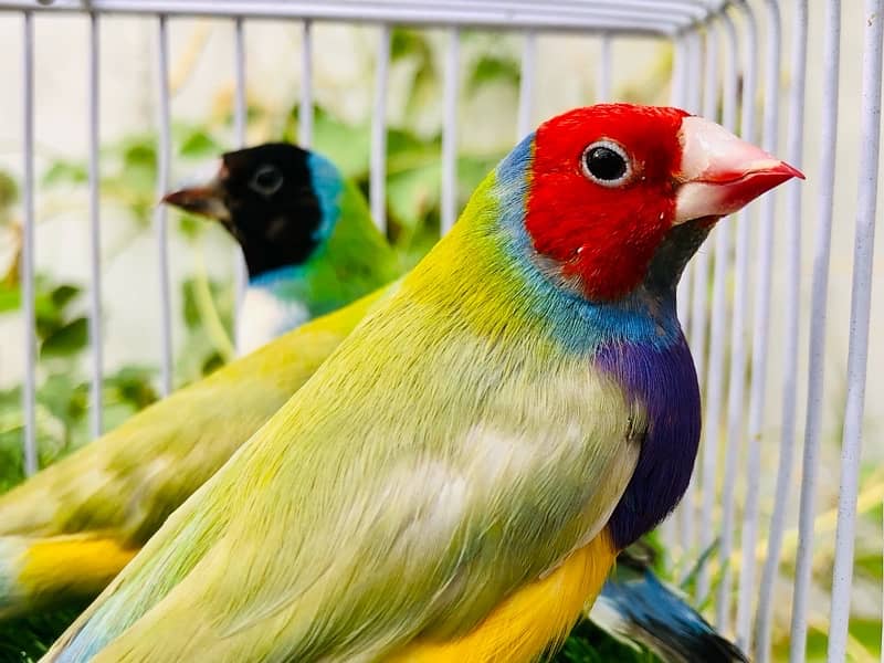 Gouldian pair 2