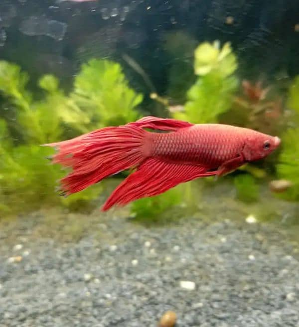 Betta for sale 0