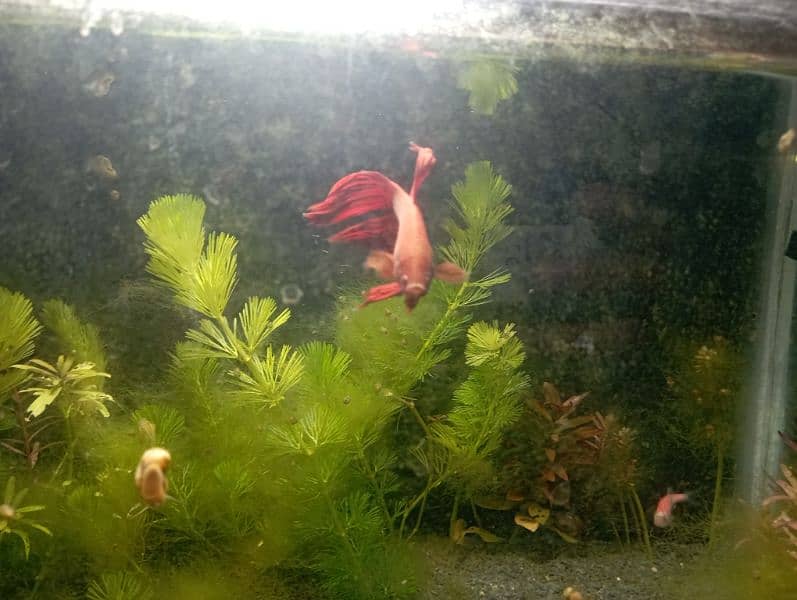 Betta for sale 1