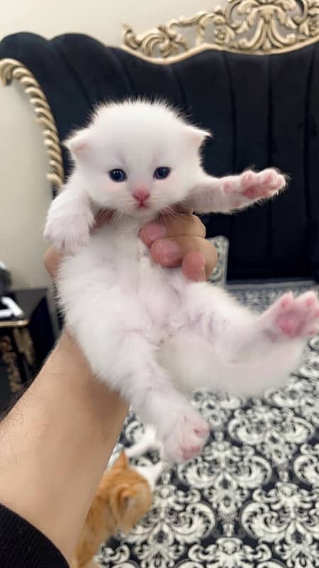 Persian kitten 1