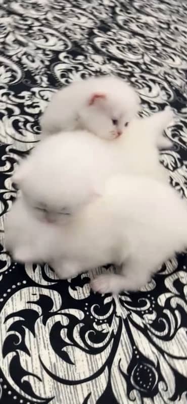 Persian kitten 4