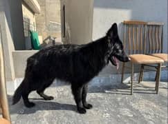 Black german shepherd