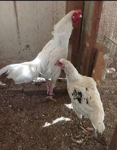 Paper White Heera Egg Laying Pair