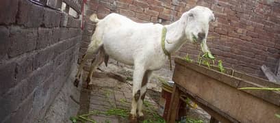Bakri Desi Beetal