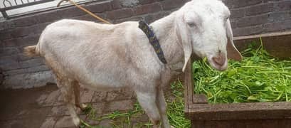 Bakri