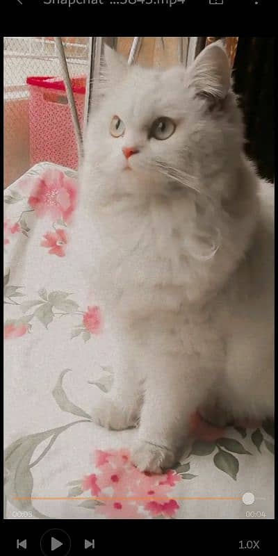 female Persian cat 0