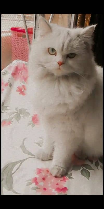 female Persian cat 1