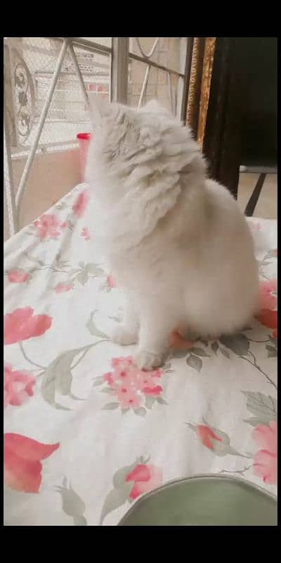 female Persian cat 2