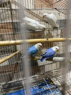 Lovebirds for Sale - 1500 Rs