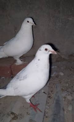 Lahori sherazi pair with two chicks