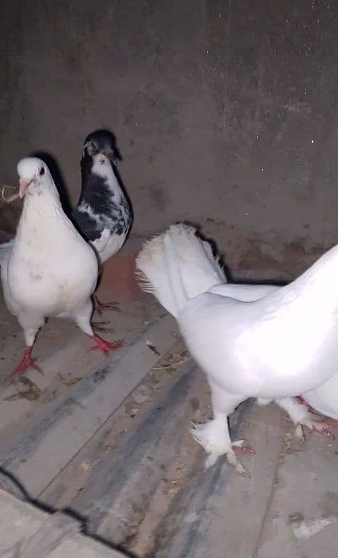 Lahori sherazi pair with two chicks 1