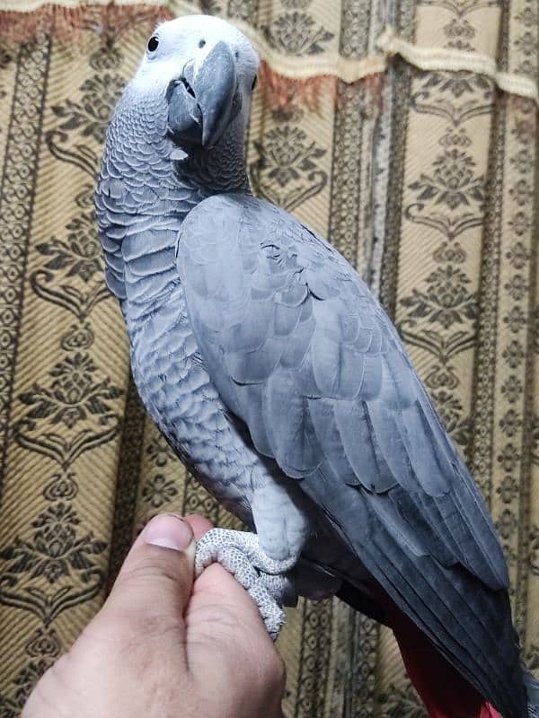 African Grey Hand Tamed Jumbo Size 0