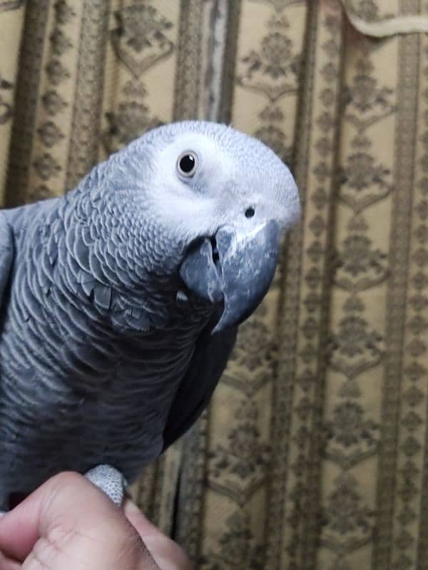 African Grey Hand Tamed Jumbo Size 1