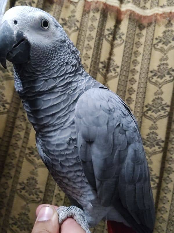 African Grey Hand Tamed Jumbo Size 2