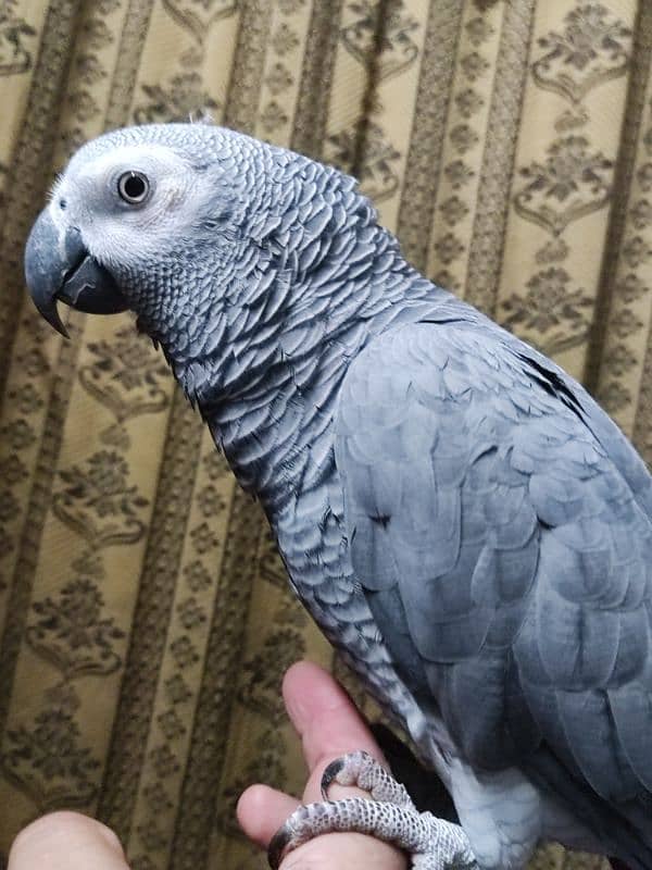 African Grey Hand Tamed Jumbo Size 3