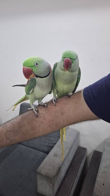 kashmiri pahari raw parrot with cage and breeding box 0