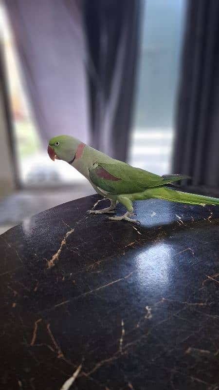 kashmiri pahari raw parrot with cage and breeding box 1