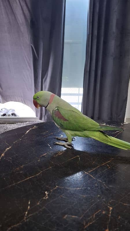 kashmiri pahari raw parrot with cage and breeding box 2