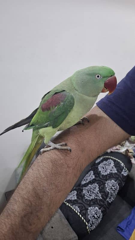 kashmiri pahari raw parrot with cage and breeding box 3