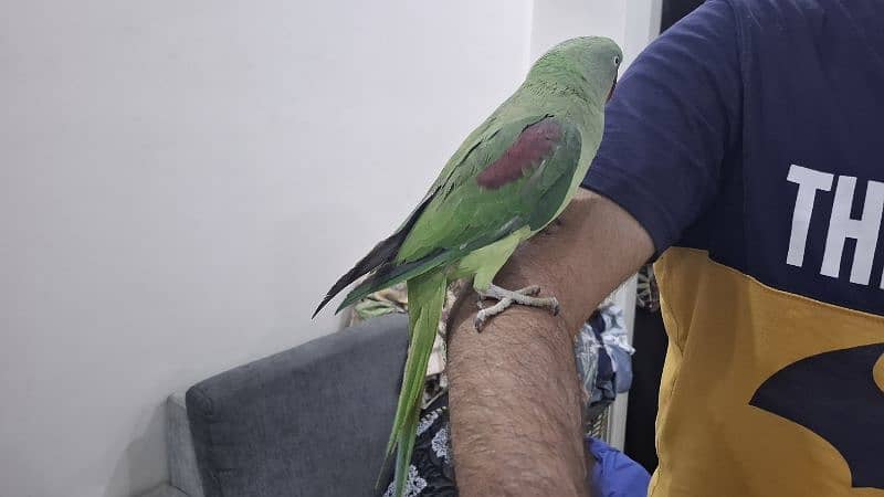 kashmiri pahari raw parrot with cage and breeding box 4