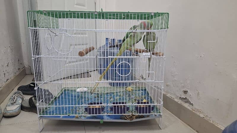 kashmiri pahari raw parrot with cage and breeding box 5