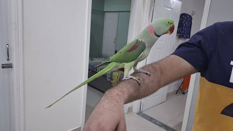 kashmiri pahari raw parrot with cage and breeding box 6