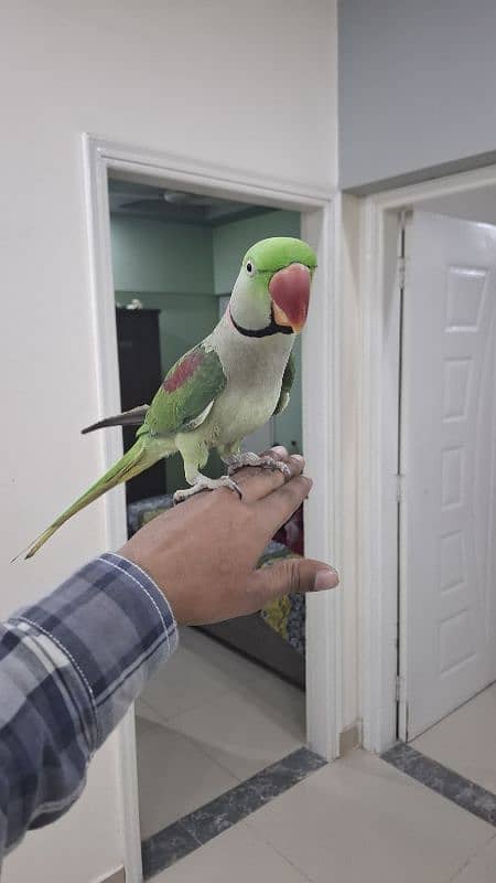 kashmiri pahari raw parrot with cage and breeding box 8