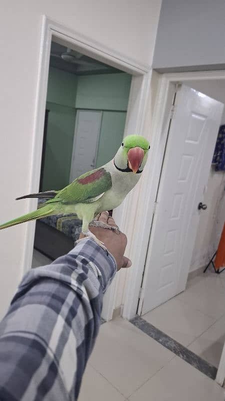 kashmiri pahari raw parrot with cage and breeding box 9