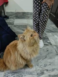 Ginger colour Persian Cat