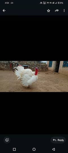 turkey brider eggs laying for sale 4 months check available for sale