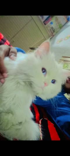 White Percian cat (female)