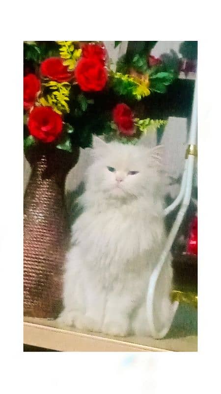 White Percian cat (female) 1