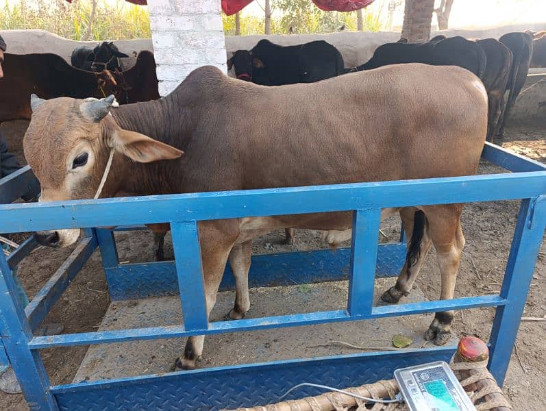 قربانی کے لیے دوندے اور پکے کھیرے جانور 4