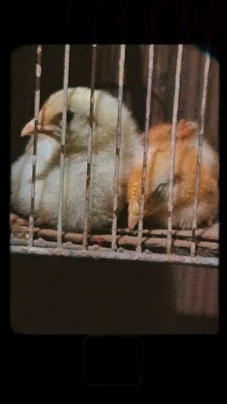 chicks pair 2