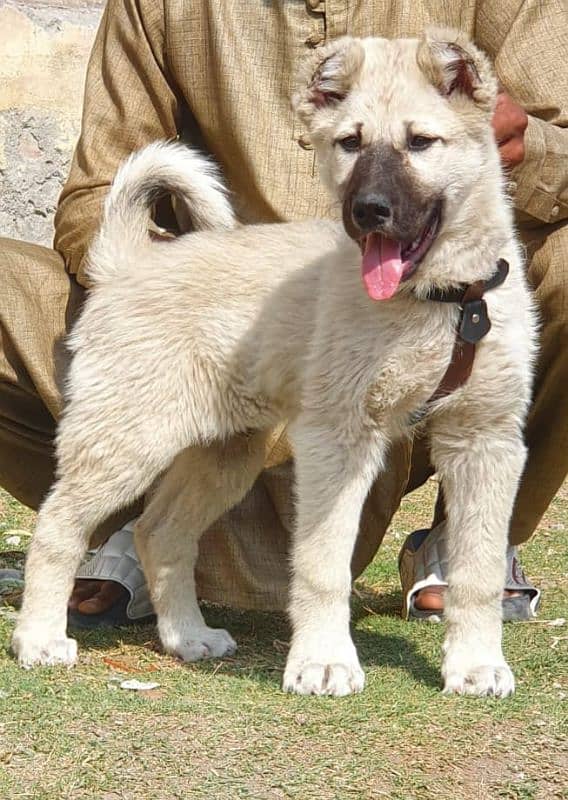 Turkish kangal dog male age 4 month havey bone for sale 0