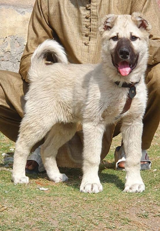 Turkish kangal dog male age 4 month havey bone for sale 1