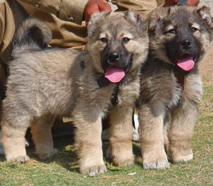 Turkish kangal puppies male female age 3 month havey bone for sale 0