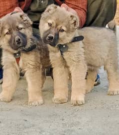 Turkish kangal puppies male female age 75 days havey bone for sale